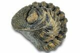 Wide Enrolled Morocops Trilobite - Morocco #323198-2
